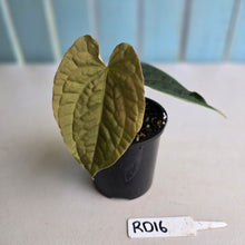 Load image into Gallery viewer, #RD16 Anthurium Dark Complex x Luxurians
