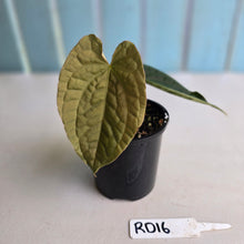 Load image into Gallery viewer, #RD16 Anthurium Dark Complex x Luxurians