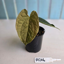 Load image into Gallery viewer, #RD16 Anthurium Dark Complex x Luxurians