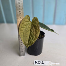 Load image into Gallery viewer, #RD16 Anthurium Dark Complex x Luxurians