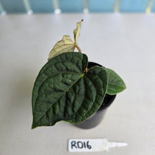 Load image into Gallery viewer, #RD16 Anthurium Dark Complex x Luxurians