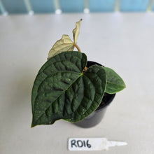 Load image into Gallery viewer, #RD16 Anthurium Dark Complex x Luxurians