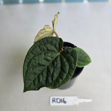 Load image into Gallery viewer, #RD16 Anthurium Dark Complex x Luxurians