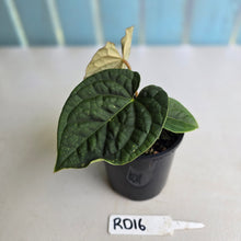 Load image into Gallery viewer, #RD16 Anthurium Dark Complex x Luxurians