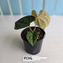 Load image into Gallery viewer, #RD16 Anthurium Dark Complex x Luxurians