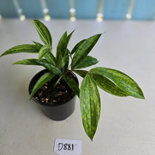 Load image into Gallery viewer, #D881 Dracaena Seedling