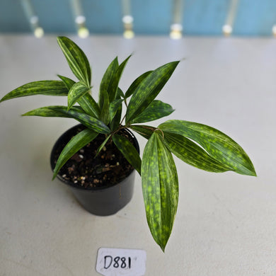#D881 Dracaena Seedling