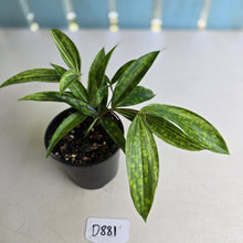 Load image into Gallery viewer, #D881 Dracaena Seedling
