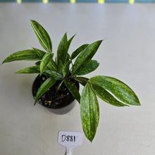 Load image into Gallery viewer, #D881 Dracaena Seedling