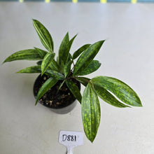 Load image into Gallery viewer, #D881 Dracaena Seedling