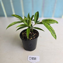 Load image into Gallery viewer, #D881 Dracaena Seedling