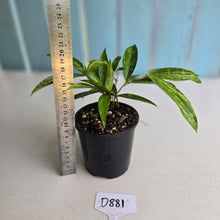 Load image into Gallery viewer, #D881 Dracaena Seedling