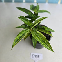 Load image into Gallery viewer, #D881 Dracaena Seedling
