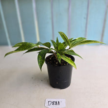 Load image into Gallery viewer, #D881 Dracaena Seedling