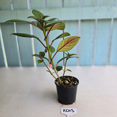 #RD13 Nematanthus Monanthos - Pink