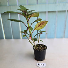 Load image into Gallery viewer, #RD13 Nematanthus Monanthos - Pink