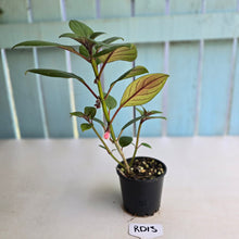 Load image into Gallery viewer, #RD13 Nematanthus Monanthos - Pink