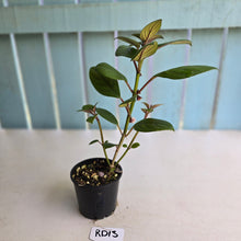 Load image into Gallery viewer, #RD13 Nematanthus Monanthos - Pink