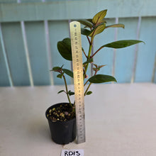 Load image into Gallery viewer, #RD13 Nematanthus Monanthos - Pink