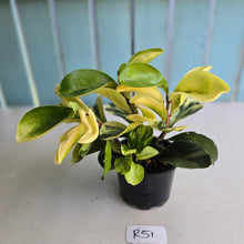 Load image into Gallery viewer, #R51 Peperomia Hybrid - Robyn Seedling