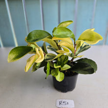 Load image into Gallery viewer, #R51 Peperomia Hybrid - Robyn Seedling