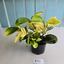 Load image into Gallery viewer, #R51 Peperomia Hybrid - Robyn Seedling