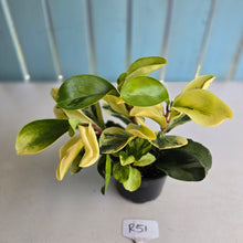 Load image into Gallery viewer, #R51 Peperomia Hybrid - Robyn Seedling