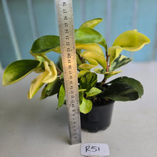 Load image into Gallery viewer, #R51 Peperomia Hybrid - Robyn Seedling
