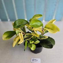 Load image into Gallery viewer, #R51 Peperomia Hybrid - Robyn Seedling