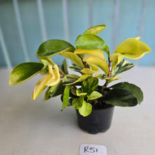 Load image into Gallery viewer, #R51 Peperomia Hybrid - Robyn Seedling