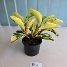 Load image into Gallery viewer, #R51 Peperomia Hybrid - Robyn Seedling