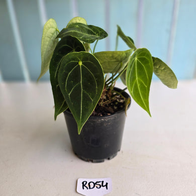 #RD54 Five x Headed Anthurium Forgetii x