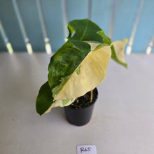 Load image into Gallery viewer, #R65 Variegated Monstera Borsigiana