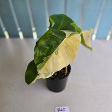 Load image into Gallery viewer, #R65 Variegated Monstera Borsigiana