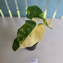 Load image into Gallery viewer, #R65 Variegated Monstera Borsigiana
