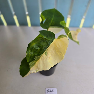 #R65 Variegated Monstera Borsigiana