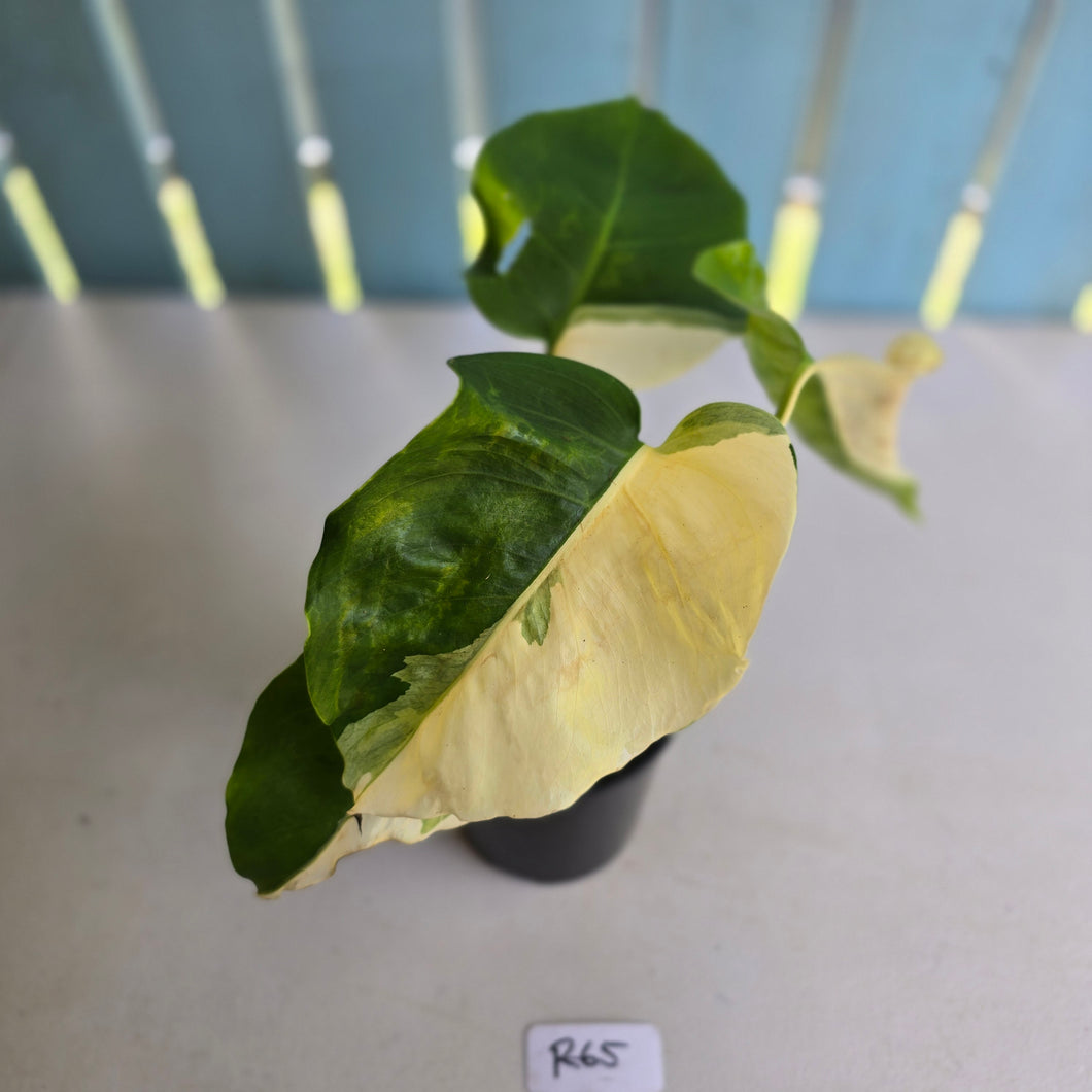 #R65 Variegated Monstera Borsigiana