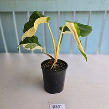 Load image into Gallery viewer, #R65 Variegated Monstera Borsigiana