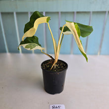 Load image into Gallery viewer, #R65 Variegated Monstera Borsigiana
