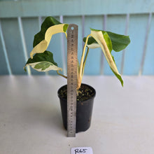 Load image into Gallery viewer, #R65 Variegated Monstera Borsigiana