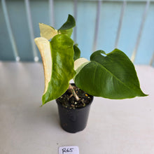 Load image into Gallery viewer, #R65 Variegated Monstera Borsigiana
