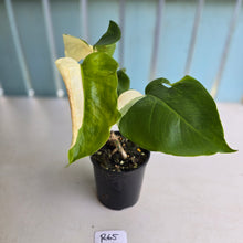 Load image into Gallery viewer, #R65 Variegated Monstera Borsigiana