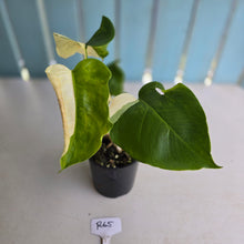 Load image into Gallery viewer, #R65 Variegated Monstera Borsigiana