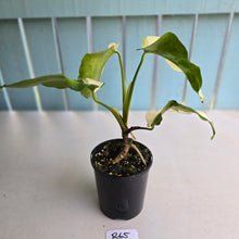 Load image into Gallery viewer, #R65 Variegated Monstera Borsigiana