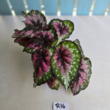 Load image into Gallery viewer, #R16 Begonia Unknown