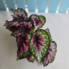 Load image into Gallery viewer, #R16 Begonia Unknown