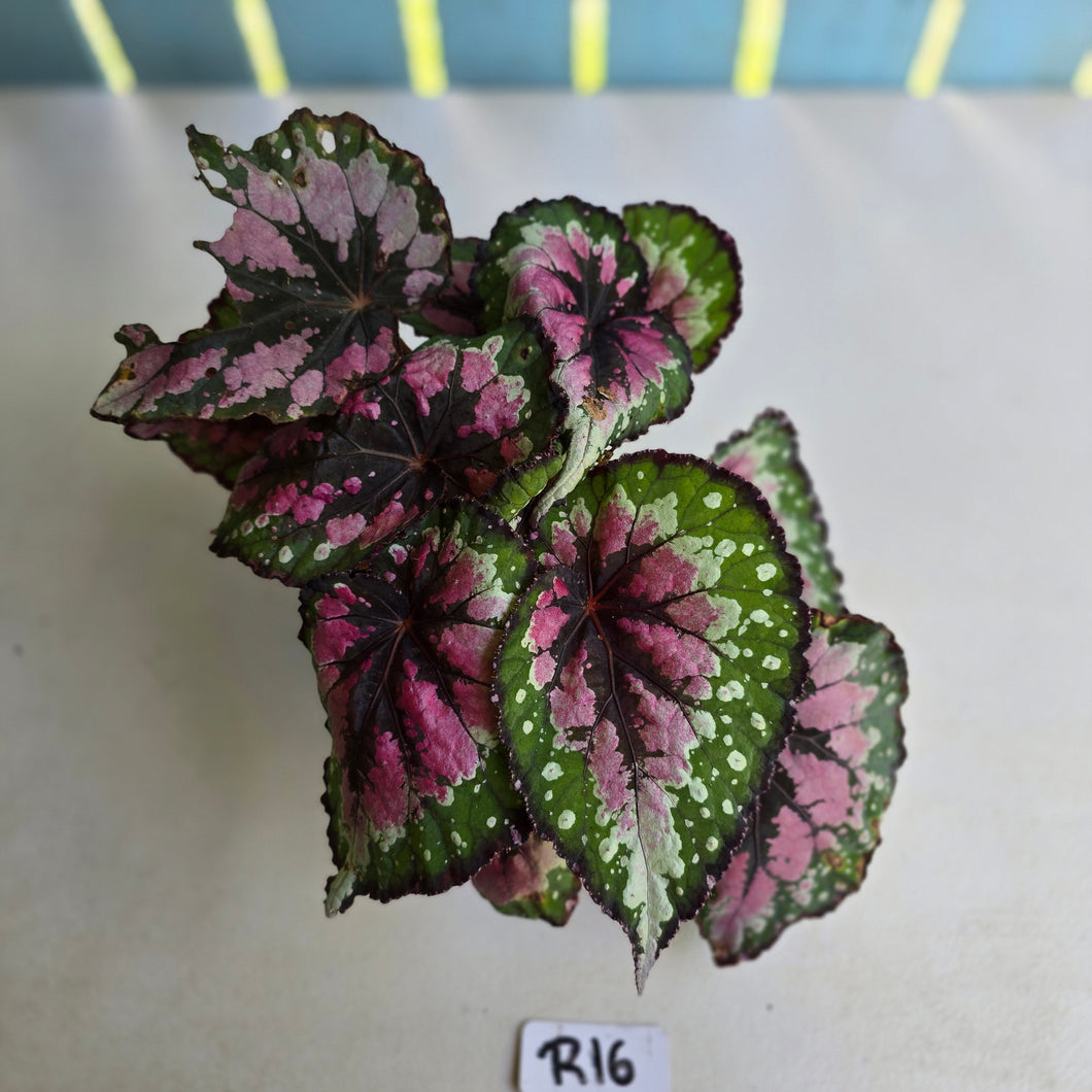 #R16 Begonia Unknown