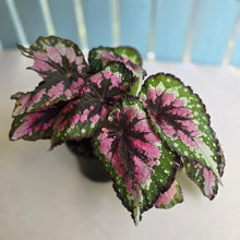 Load image into Gallery viewer, #R16 Begonia Unknown