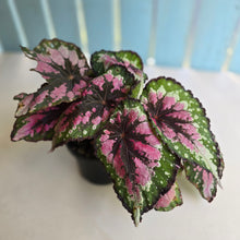 Load image into Gallery viewer, #R16 Begonia Unknown