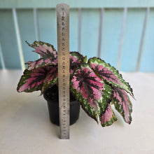 Load image into Gallery viewer, #R16 Begonia Unknown